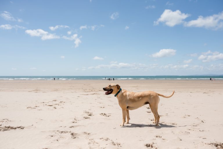 Dog friendly beaches in Wales